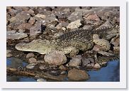 15SerengetiAMGameDrive - 01 * Blue sky and warm rocks... a nice morning for a croc.